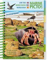 Marine Pictolife of North Eastern Atlantic Coast At Low Tide Part No DIV9115